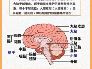 脑原子安装与配置详解：理解大脑神经网络的结构和功能