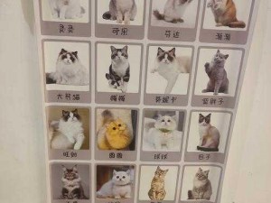 猫旅馆物语：农场升级解锁全新体验，猫咪乐园焕发新生光彩