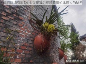 震惊隔墙有眼TXL金银花背后竟隐藏着如此惊人的秘密