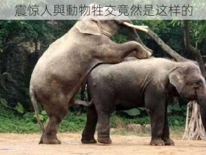 震惊人與動物牲交竟然是这样的