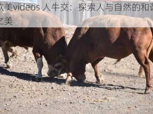 欧美videos 人牛交：探索人与自然的和谐之美