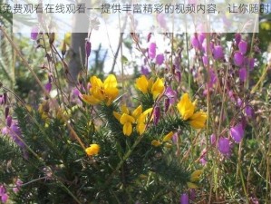 野花视频免费观看在线观看——提供丰富精彩的视频内容，让你随时随地享受视觉盛宴