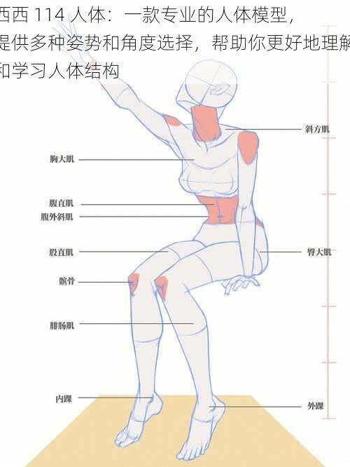 西西 114 人体：一款专业的人体模型，提供多种姿势和角度选择，帮助你更好地理解和学习人体结构