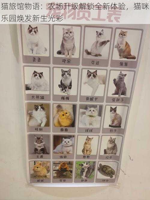 猫旅馆物语：农场升级解锁全新体验，猫咪乐园焕发新生光彩