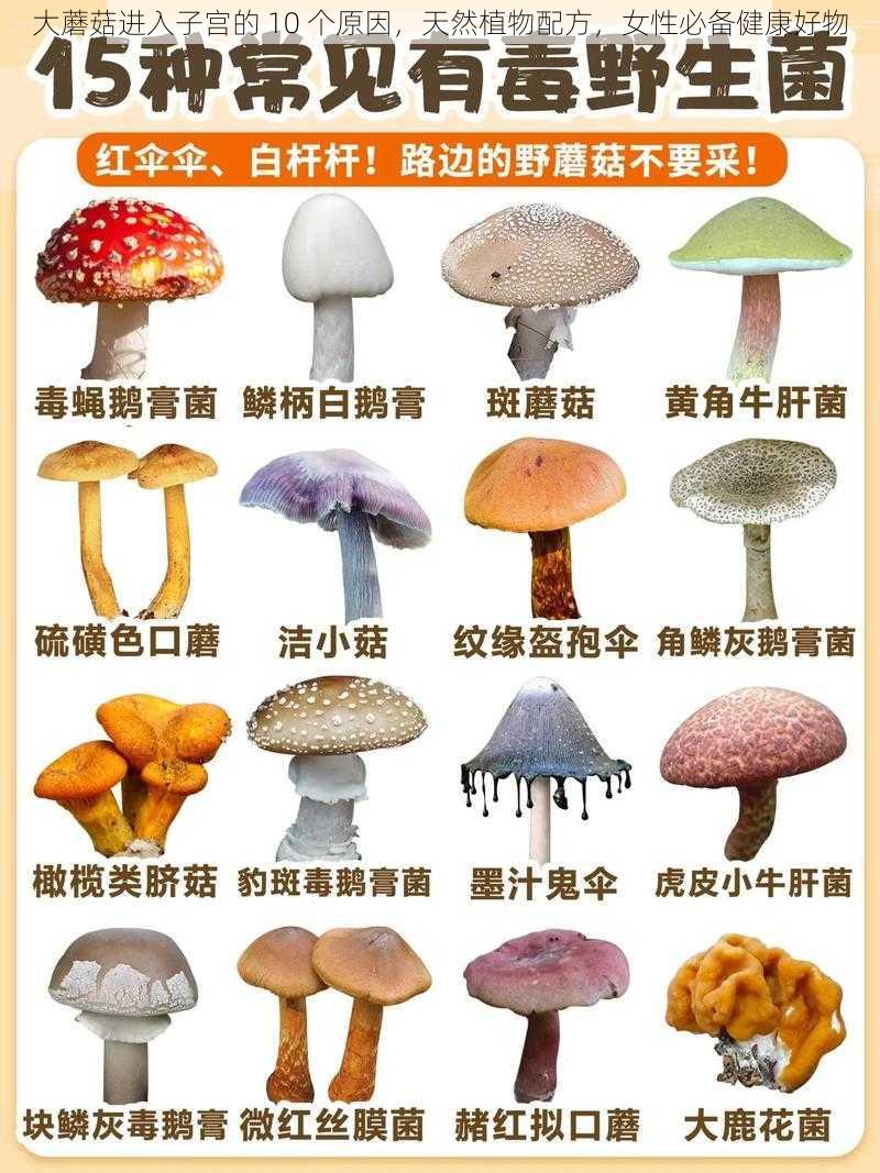 大蘑菇进入子宫的 10 个原因，天然植物配方，女性必备健康好物