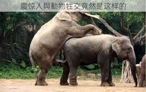 震惊人與動物牲交竟然是这样的